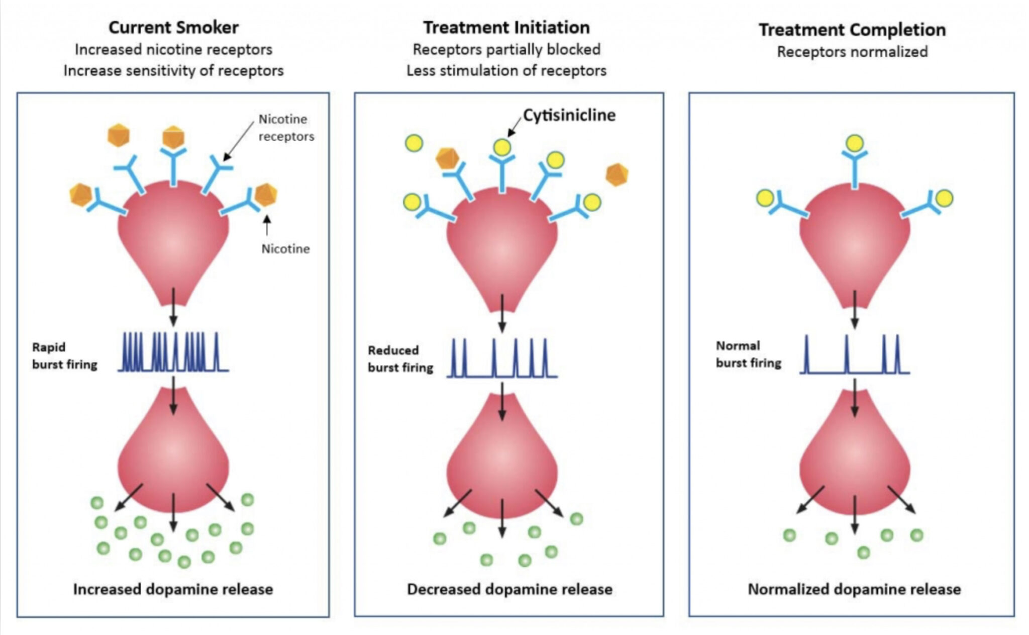 Achieve Life Sciences In Pivotal Trial With Cytisinicline For New